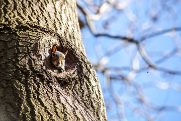 squirrel on tree