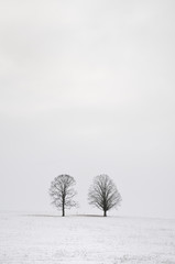 Fototapeta na wymiar Winter meadow in Tennessee, USA.