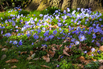 blue flowers in the garden