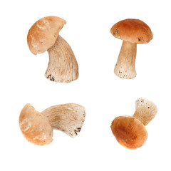 edible mushrooms Boletus isolated