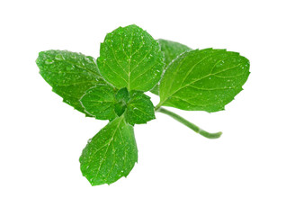 Mint leaves isolated