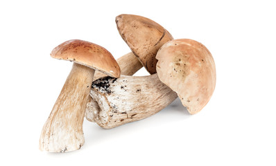 edible mushrooms Boletus isolated