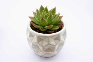Succulent plant, Echeveria Succulent Flower Plant in pot, white background indoor decorative flower pot. Copy space.