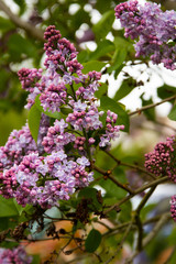 Obraz na płótnie Canvas Spring branch of blossoming lilac, natural view.