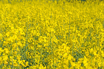 Rapsfeld im Frühling