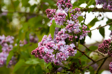 Spring branch of blossoming lilac, natural view.