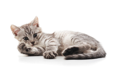 Fototapeta premium Little gray cat.