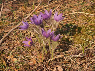 Fototapeta premium The buds of rock-lily bloom in the forest. Spring flowers.