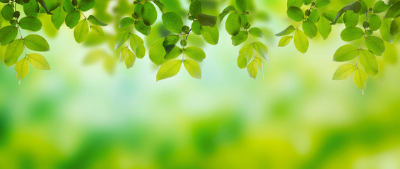 Summer green leaves on a shiny background