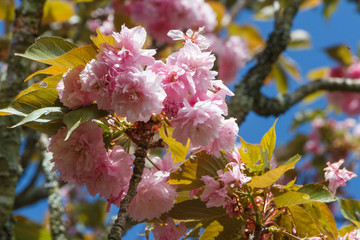 Pink flowers of japanese cherry tree in a garden during spring