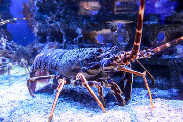 Details eines Hummer