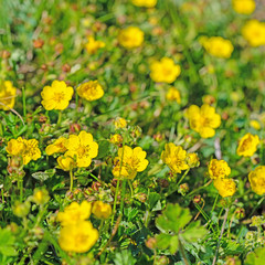 Kriechender Hahnenfuß, Ranunculus repens
