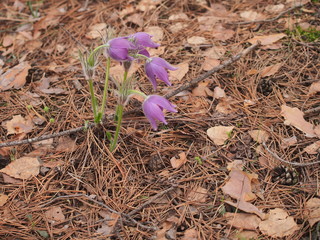 The buds of rock-lily bloom in the forest. Spring flowers.