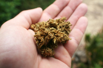 Marijuana Buds In Hand Close Up 