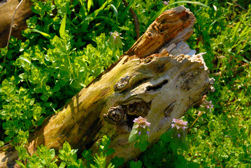 Closeup of a fallen log in the woods