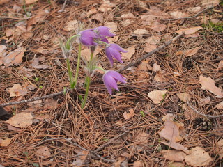 The buds of rock-lily bloom in the forest. Spring flowers.