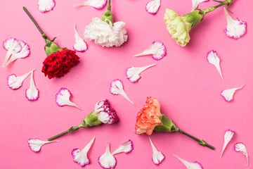 Obraz na płótnie Canvas Beautiful carnations in bloom