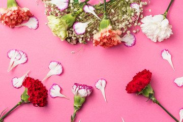 Beautiful carnations in bloom