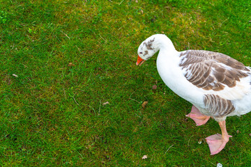 A white goose is eating grass on a green field