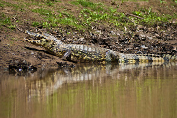 Alligator taking sun at the river