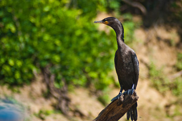 Bird at natural reserb