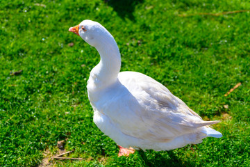 A beautiful big white goose in the meadow