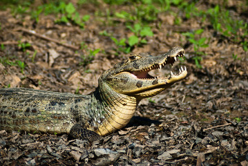 Alligator, cayman happy