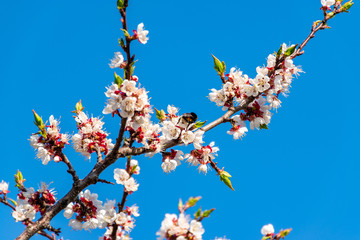 A branch of a flowering peach tree with many white and pink flowers against the background of bright spring blue sky