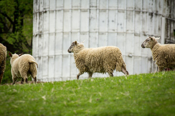 Fototapeta premium Sheep Farm Springtime
