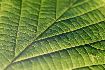  Green leaf as natural background