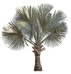 isolate palm tree on white background.Medium size. green leaves with beautiful stems