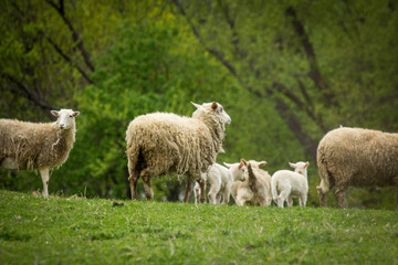Naklejka na ściany i meble Sheep Farm Springtime