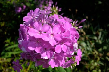 Phlox paniculata or Garden Phlox is a domestic flowering plant in North America