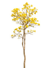 isolate Beautiful yellow flowering tree on white background with clipping path