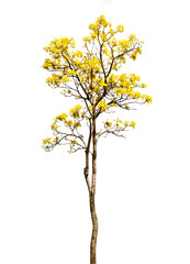 isolate Beautiful yellow flowering tree on white background with clipping path