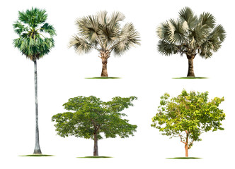 Isolate set green trees on white background.Many types of tropical forest trees.