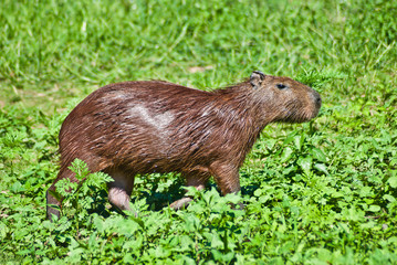 Capibara o Ronsoco from natural reserb
