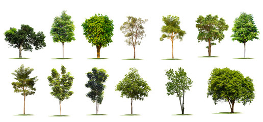 Isolate set green trees on white background.Many types of tropical forest trees.