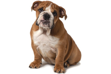 English bulldog sitting on a white background and looking forward.