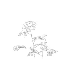 Rose drawing - minimal line drawing