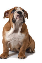 English bulldog, sitting on a white background and looking up.