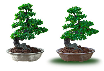 Beautiful bonsai trees, green leaves.Close up shot bonsai. isolate white background.clipping path