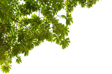 isolated Natural leaves with Green leafs .Clipping parth .on white background