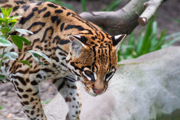 ocelot