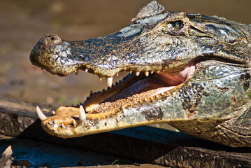 Obraz premium Caiman with his mouth open in the jungle