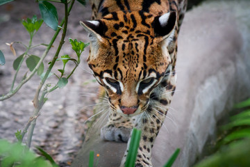 ocelot