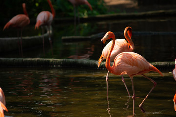 America flamingo