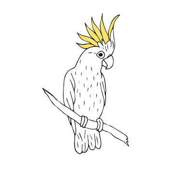 recommend clip art: Vector black ink line hand drawn cockatoo parrot sitting on tree branch isolated on white background 