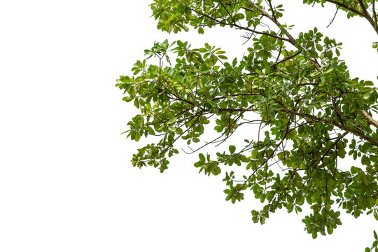 isolated Natural leaves with Green leafs .Clipping parth .on white background