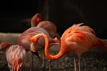 Fototapeta na wymiar America flamingo